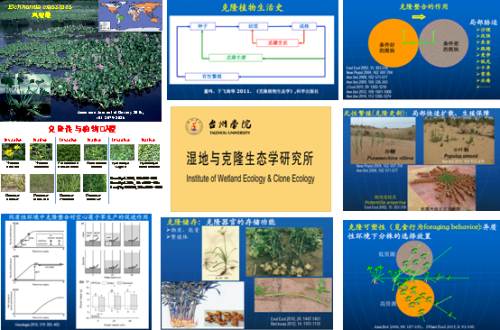湿地与克隆生态学研究所 台州学院高等研究院